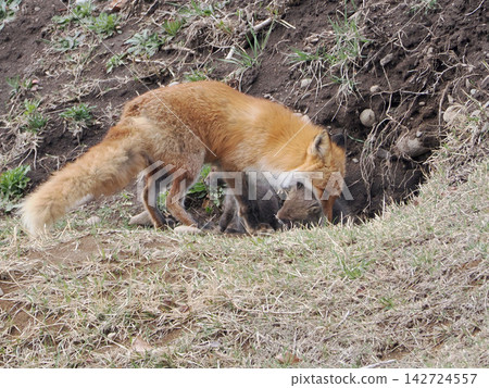 The little fox that came out with its mother The little fox that came out with its mother 142724557