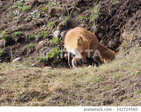 The little fox that came out with its mother 142724560