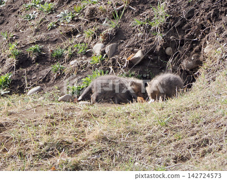A fox cub waits for its mother in front of the nest. A fox cub waits for its mother in front of the nest. 142724573