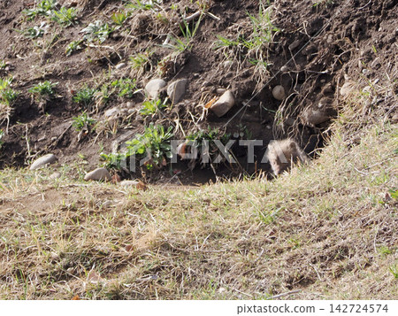 A fox cub waits for its mother in front of the nest. A fox cub waits for its mother in front of the nest. 142724574