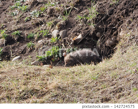A fox cub waits for its mother in front of the nest. A fox cub waits for its mother in front of the nest. 142724575