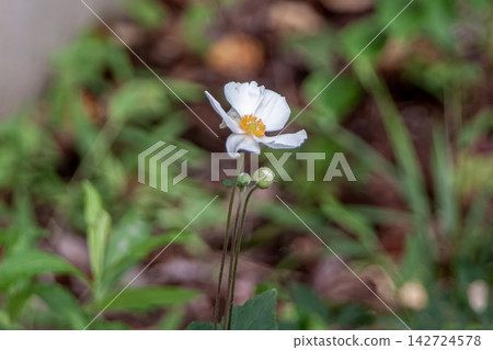 日本銀蓮花又稱貴葵,但它並非菊科植物。 日本銀蓮花又稱貴葵,但它並非菊科植物。 142724578