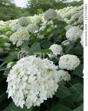 White hydrangea flowers blooming amidst the greenery White hydrangea flowers blooming amidst the greenery 142724885