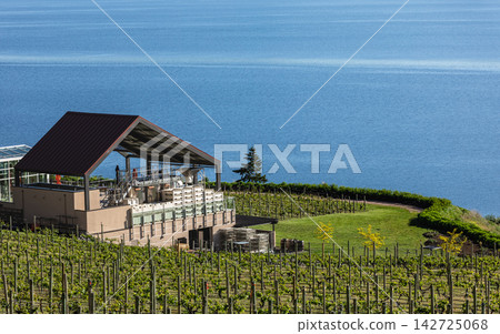 Vineyards with Farmhouse at the south Okanagan Lake in countryside of Canada Vineyards with Farmhouse at the south Okanagan Lake in countryside of Canada 142725068
