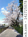 櫻花盛開，花瓣散落在河畔步道上。 142725078