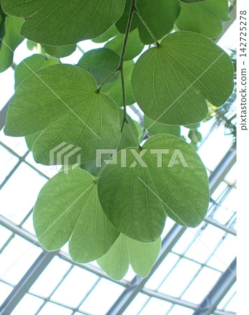 洋紫荊，溫室，京都府立植物園 142725278