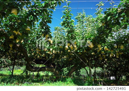 Togo Centennial Tree (Ancient 20th Century Pear Tree) 142725491