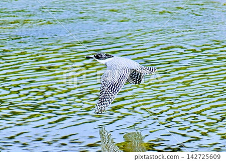 A crested kingfisher flying just above the surface of the river. A crested kingfisher flying just above the surface of the river. 142725609