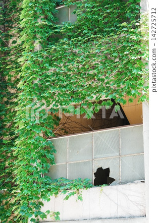 一棟牆壁爬滿常春藤、窗戶破碎的建築。 一棟牆壁爬滿常春藤、窗戶破碎的建築。 142725712