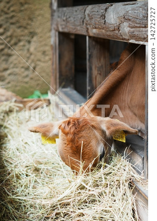 Jersey calves burying their heads in hay to eat. Jersey calves burying their heads in hay to eat. 142725727
