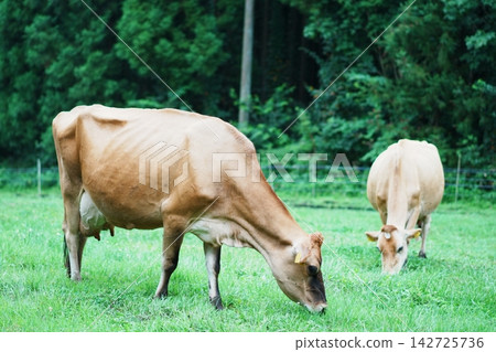 Two Jersey cows with different coat colors graze side by side. Two Jersey cows with different coat colors graze side by side. 142725736