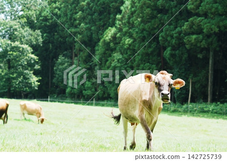 A Jersey cow in a pasture, wagging its tail and looking towards the camera. A Jersey cow in a pasture, wagging its tail and looking towards the camera. 142725739