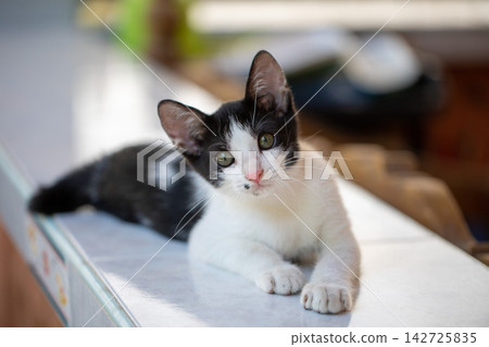 Adorable black and white kitten looking directly at the camera while sitting indoors in a cozy home environment. Adorable black and white kitten looking directly at the camera while sitting indoors in a cozy home environment. 142725835
