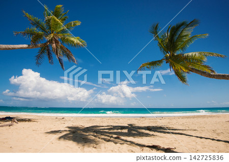 Tropical Paradise Beach with Two Palm Trees and Turquoise Water Tropical Paradise Beach with Two Palm Trees and Turquoise Water 142725836