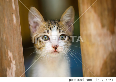 Cute White and Gray Kitten Portrait Cute White and Gray Kitten Portrait 142725864