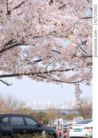 Cherry Blossoms Cherry Blossoms 142725883