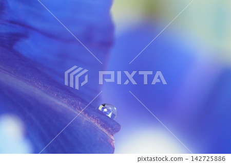 藍色牽牛花花和水滴 142725886