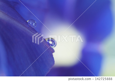 藍色牽牛花花和水滴 藍色牽牛花花和水滴 142725888