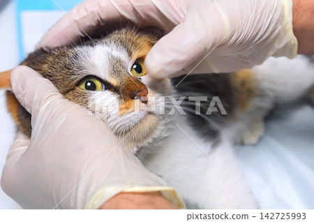 Cat Eye Examination at Veterinary Clinic, Veterinarian Checking Feline Eyes Close Up Cat Eye Examination at Veterinary Clinic, Veterinarian Checking Feline Eyes Close Up 142725993