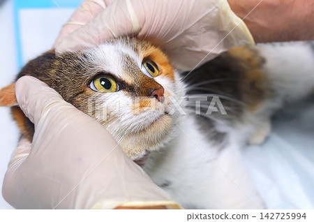 Cat Eye Examination at Veterinary Clinic, Veterinarian Checking Feline Eyes Close Up Cat Eye Examination at Veterinary Clinic, Veterinarian Checking Feline Eyes Close Up 142725994
