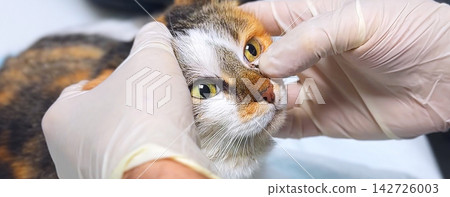 Cat Eye Examination at Veterinary Clinic, Veterinarian Checking Feline Eyes Close Up Cat Eye Examination at Veterinary Clinic, Veterinarian Checking Feline Eyes Close Up 142726003