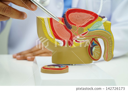Male reproductive system, Asian doctor holding human anatomy model for study diagnosis and treatment in hospital. 142726173