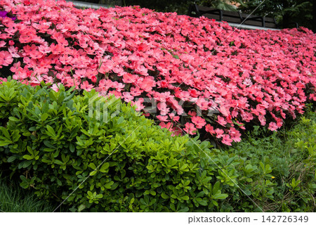Wide bed of pink impatiens in a riverside park in Bilbao, Basque Country Wide bed of pink impatiens in a riverside park in Bilbao, Basque Country 142726349