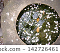 Cherry blossom petals floating in a water basin 142726461
