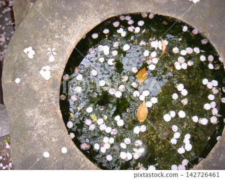 臉盆裡飄浮著櫻花花瓣 臉盆裡飄浮著櫻花花瓣 142726461