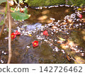 Ogawa and Camellia 142726462