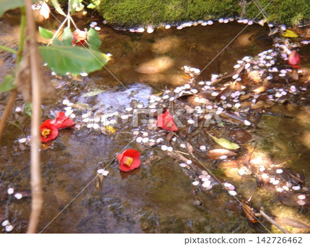 小川和山茶 142726462