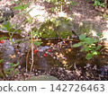 A stream, camellias, and cherry blossom petals 142726463