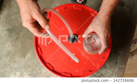 The process of home fermenting fruit mash in a plastic bucket. Male hands are lifting the red lid fitted with an airlock tube to reveal the mash made from crushed apples underneath. 142726606