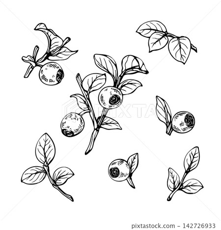 Hand drawn blueberry branches, leaves and berries vector illustration set. Engraving style ink sketch elements bundle isolated on white. Botanical clipart collection for packaging Hand drawn blueberry branches, leaves and berries vector illustration set. Engraving style ink sketch elements bundle isolated on white. Botanical clipart collection for packaging 142726933