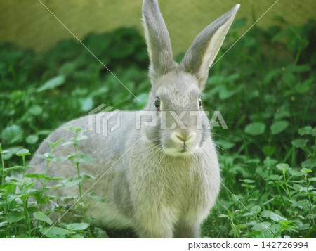 Gray rabbit sitting on green grass Gray rabbit sitting on green grass 142726994