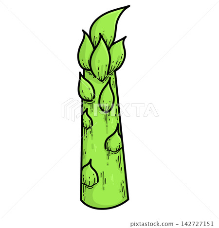 Asparagus Life Cycle Asparagus Life Cycle 142727151