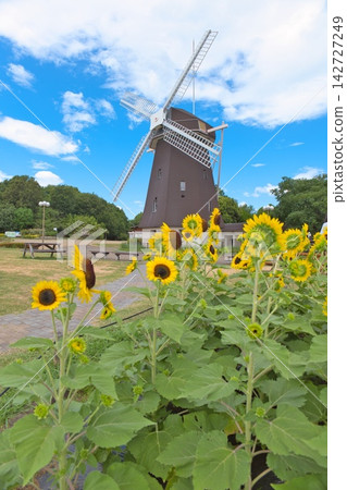 A landscape with sunflowers and windmills A landscape with sunflowers and windmills 142727249
