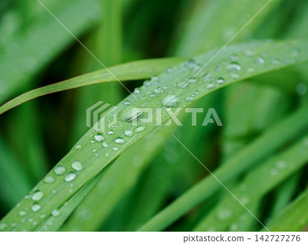 Plant leaves with raindrops on them on a rainy day Plant leaves with raindrops on them on a rainy day 142727276