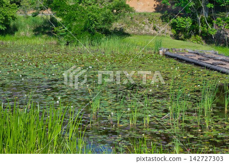 [Kurosawa Marshland] (Miyoshi City, Tokushima Prefecture) 142727303