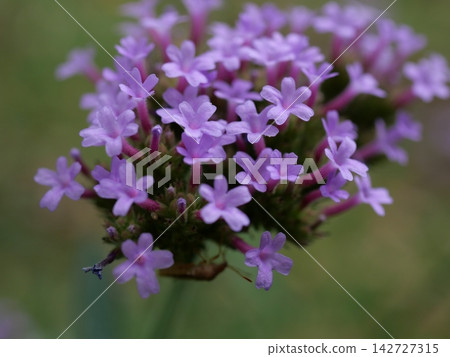 purple willow flower purple willow flower 142727315