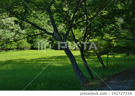 [Kurosawa Marshland] (Miyoshi City, Tokushima Prefecture) 142727316