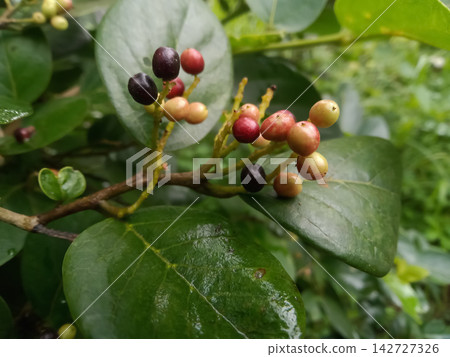 Ripe and Ripening Wild Bignay Berries (Antidesma bunius) Growing on a Branch, Jungle fruit (Antidesma ghaesembilla) Fruits coming in the rainy season Ripe and Ripening Wild Bignay Berries (Antidesma bunius) Growing on a Branch, Jungle fruit (Antidesma ghaesembilla) Fruits coming in the rainy season 142727326