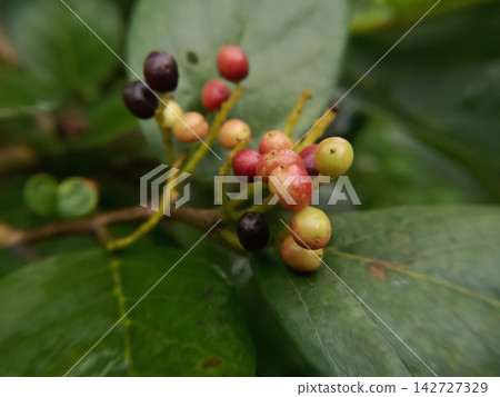Ripe and Ripening Wild Bignay Berries (Antidesma bunius) Growing on a Branch, Jungle fruit (Antidesma ghaesembilla) Fruits coming in the rainy season Ripe and Ripening Wild Bignay Berries (Antidesma bunius) Growing on a Branch, Jungle fruit (Antidesma ghaesembilla) Fruits coming in the rainy season 142727329