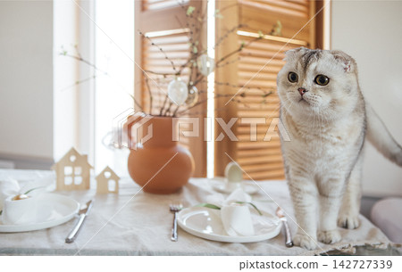 Domestic cat with folded ears stands on a dining table set with white plates and cutlery, decorated with a vase and branches in a bright interior space Domestic cat with folded ears stands on a dining table set with white plates and cutlery, decorated with a vase and branches in a bright interior space 142727339
