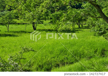 [Kurosawa Marshland] (Miyoshi City, Tokushima Prefecture) 142727417