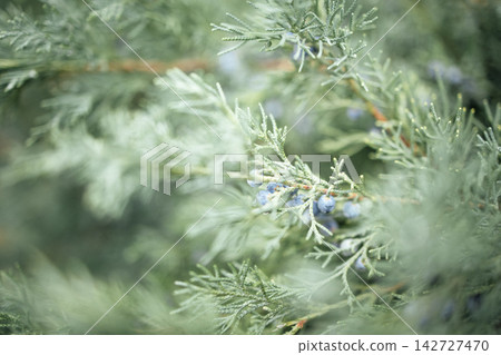 Close-up view of green foliage with small blue berries on a branch, showcasing the intricate details of the leaves and natural textures in a soft focus background Close-up view of green foliage with small blue berries on a branch, showcasing the intricate details of the leaves and natural textures in a soft focus background 142727470