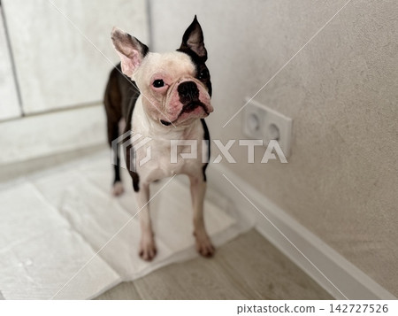 Chocolate and white Boston Terrier standing on disposable puppy pad at home, housebreaking and pet hygiene training concept, indoor care. High quality photo Chocolate and white Boston Terrier standing on disposable puppy pad at home, housebreaking and pet hygiene training concept, indoor care. High quality photo 142727526