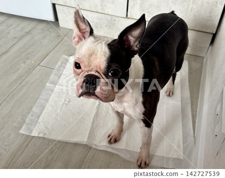 Chocolate and white Boston Terrier standing on disposable puppy pad at home, housebreaking and pet hygiene training concept, indoor care. High quality photo Chocolate and white Boston Terrier standing on disposable puppy pad at home, housebreaking and pet hygiene training concept, indoor care. High quality photo 142727539