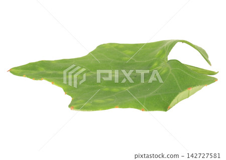 leaf isolated on white background leave leaf isolated on white background leave 142727581