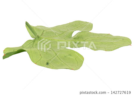 leaf isolated on white background leave leaf isolated on white background leave 142727619